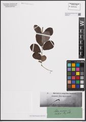 Foto von Salix cinerea L.